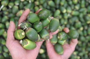 Fresh Betel Nuts