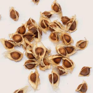 Drumstick Seeds