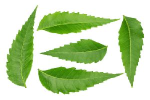 Neem Leaves