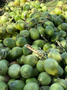 Green Coconut