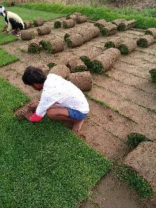 Nilgiri carpet grass