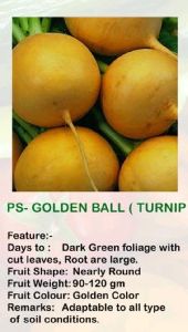 Turnip Seed
