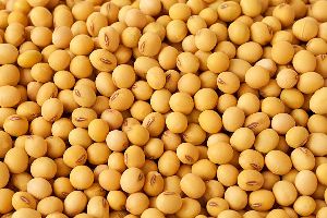 Soyabean