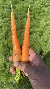 Fresh Carrots