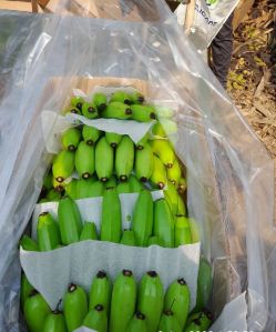 Cavendish Bananas