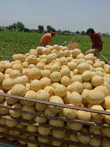 muskmelon fruit