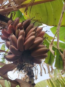 Red Banana