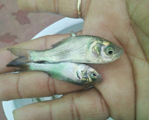 Fish farming training