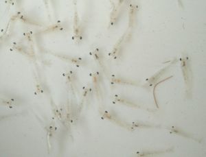 PrawnS Seeds