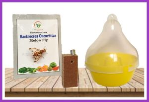 Bactrocera Cucurbitae Melon Fly Pheromone lure & Trap