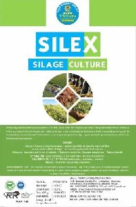 Silex Silage Culture