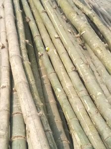 Bamboo Pole