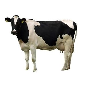 Holstein Friesian Cow