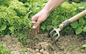 Organic Herbicide