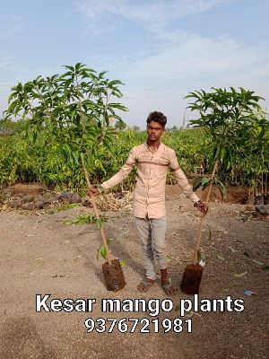 Kesar Mango Plants