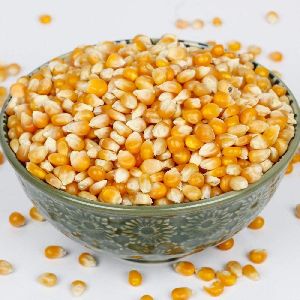 Maize Seeds