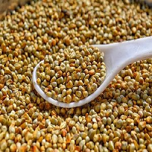 Millet Seeds