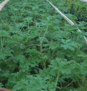 Geranium Plantation