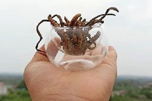 Dried Cordyceps Militaris