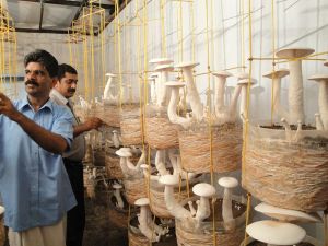 Mushroom Cultivation Training Program