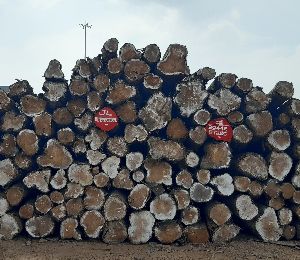 Ghana Teak Wood Round Logs 156 Pcs