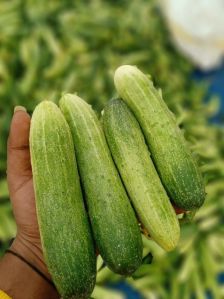 Fresh Cucumber