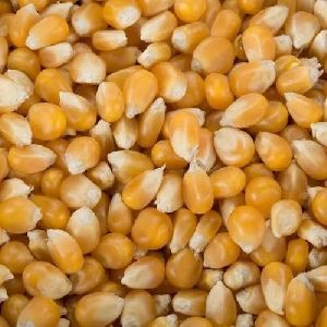 Fresh Maize Seeds