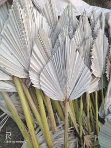 Dry palm leaf