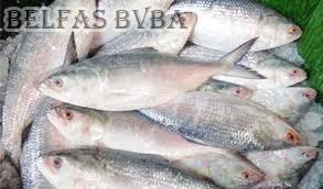 Frozen Hilsa Fish
