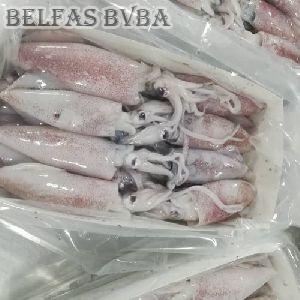 Frozen Loligo Squid