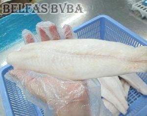 Frozen Pangasius Fish