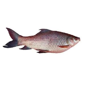 rohu fish / seelavathi fish