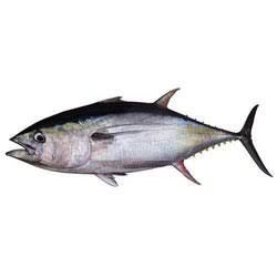 Tuna Fish