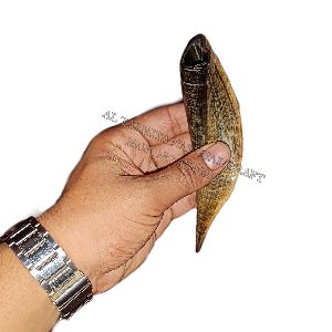 Goat Horn