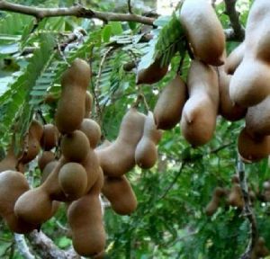 Tamarind Fruit