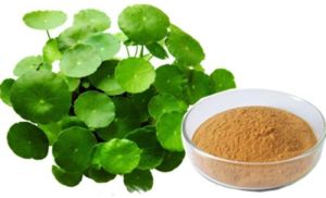 50% Bacopa Monnieri Extract