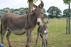 Donkey Milk