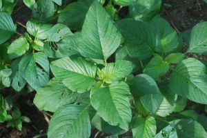 Amaranth Leaves