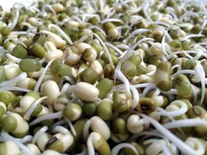 bean sprouts