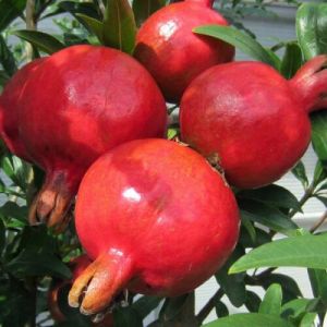 Bhagwa Pomegranate