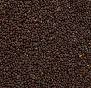 Black Mustard Seeds