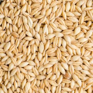 Brown Barley