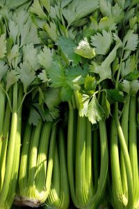 Celery