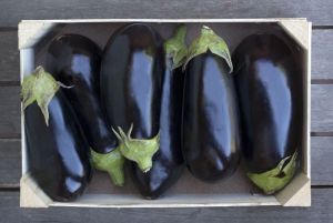 Eggplant