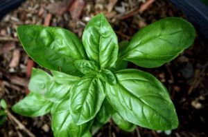 fresh basil