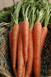 Fresh Carrot