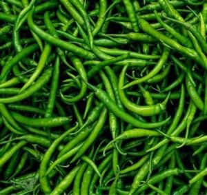 Fresh Green Chilli