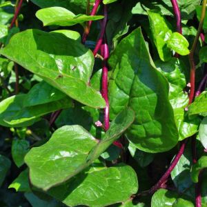 Malabar Spinach