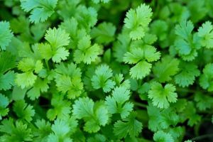 Parsley