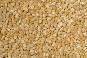 Pearl Barley